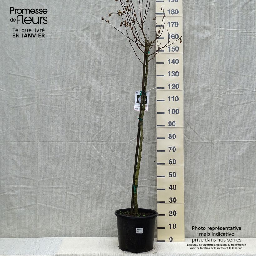 Example of Hibiscus syriacus China Chiffon - Althéa blanc Pot van 12 l/15 l as you get in hiver