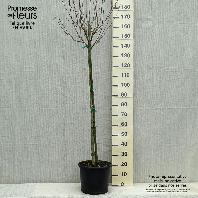 Exemplaar van Hibiscus syriacus China Chiffon - Tuinhibiscus Pot van 12 l/15 l, Half-hoge stam zoals geleverd in de lente