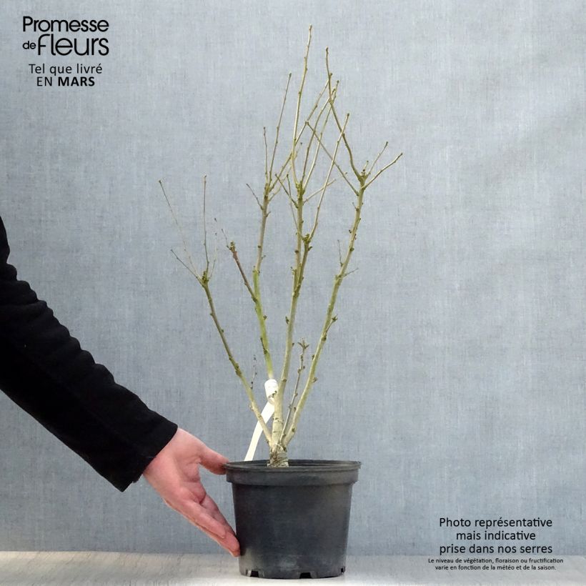 Exemplaar van Hibiscus syriacus Duc de Brabant - Tuinhibiscus Pot van 3 l/4 l zoals geleverd in de lente