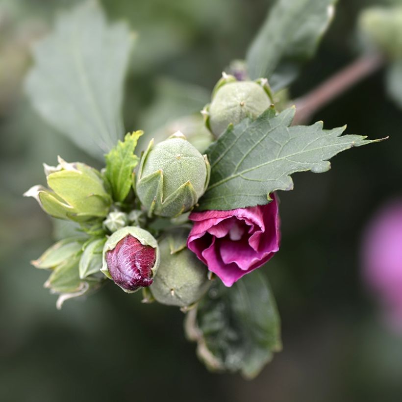 Hibiscus syriacus Duc de Brabant - Tuinhibiscus (Foliage)