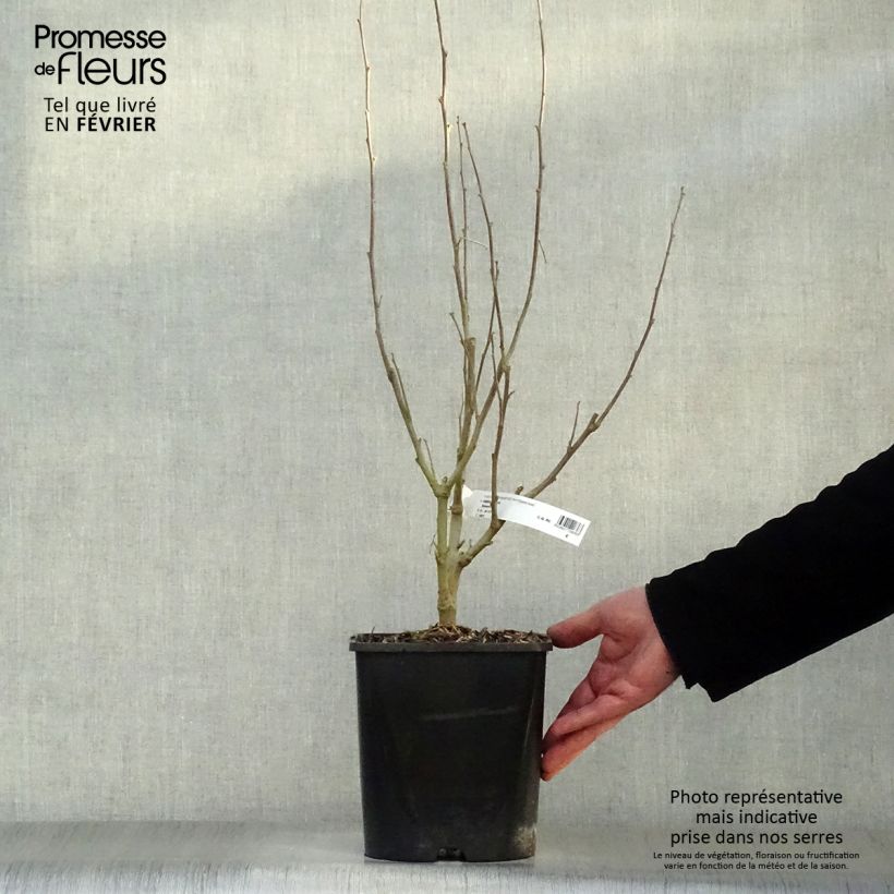 Example of Hibiscus syriacus Eléonore - Althéa simple, blanc pur Pot van 2 l/3 l as you get in hiver