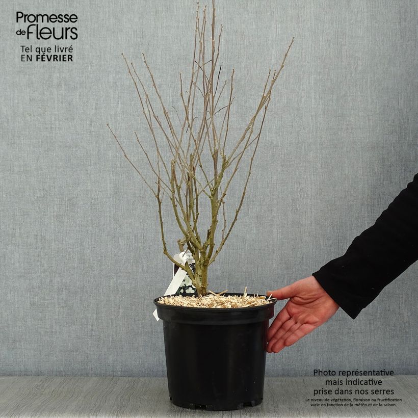 Example of Hibiscus syriacus Eléonore - Althéa simple, blanc pur Pot van 7,5 l/10 l as you get in hiver