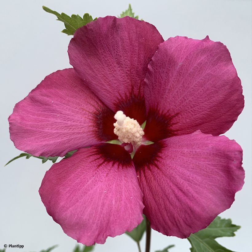 Hibiscus syriacus Flower Tower Ruby - Tuinhibiscus (Flowering)