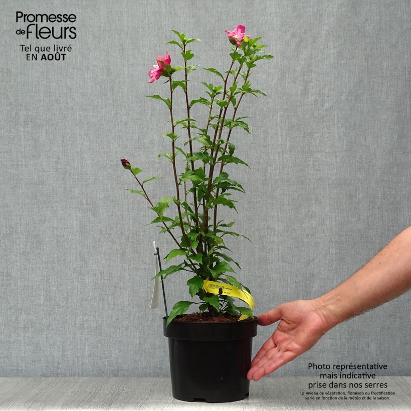 Example of Hibiscus syriacus Freedom - Althéa Pot van 3 l/4 l as you get in ete