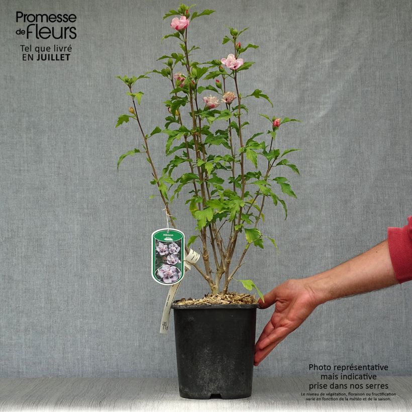 Exemplaar van Hibiscus syriacus French Cabaret Pastel - Tuinhibiscus Pot van 3 l/4 l zoals geleverd in de zomer