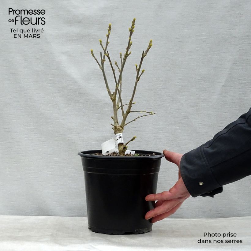 Exemplaar van Hibiscus syriacus French Point - Tuinhibiscus Pot van 4 l/5 l zoals geleverd in de lente