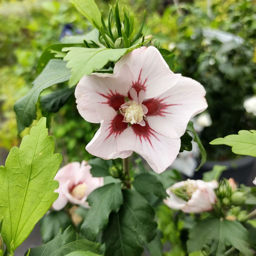 Hibiscus syriacus Hamabo - Tuinhibiscus (Flowering)