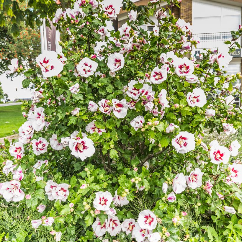 Hibiscus syriacus Hamabo - Tuinhibiscus (Plant habit)