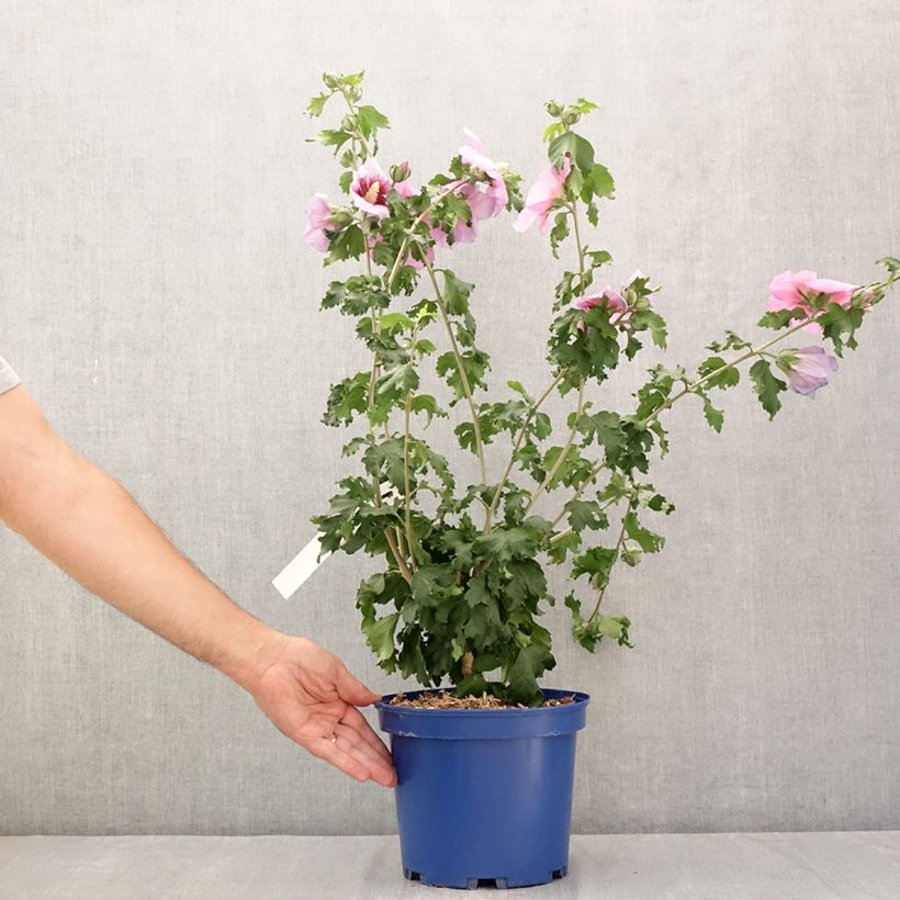 Example of Hibiscus syriacus Hibisa Cocktail - Althéa Pot van 3 l/4 l as you get in ete