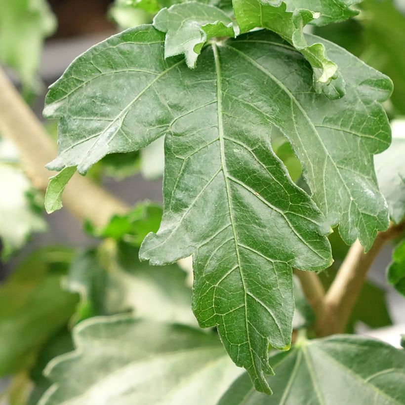 Hibiscus syriacus Hibisa Cocktail - Tuinhibiscus (Blad)