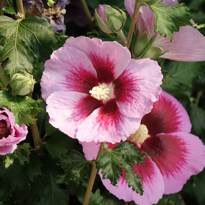 Hibiscus syriacus Hibisa Cocktail - Tuinhibiscus (Bloei)