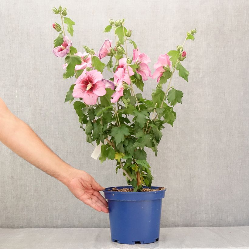 Exemplaar van Hibiscus syriacus Hibisa Rosada - Tuinhibiscus Pot van 3 l/4 l zoals geleverd in de zomer