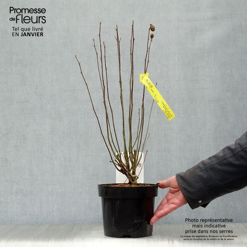 Example of Hibiscus syriacus Lady Stanley - Althéa semi-double bicolore Pot van 3 l/4 l as you get in hiver