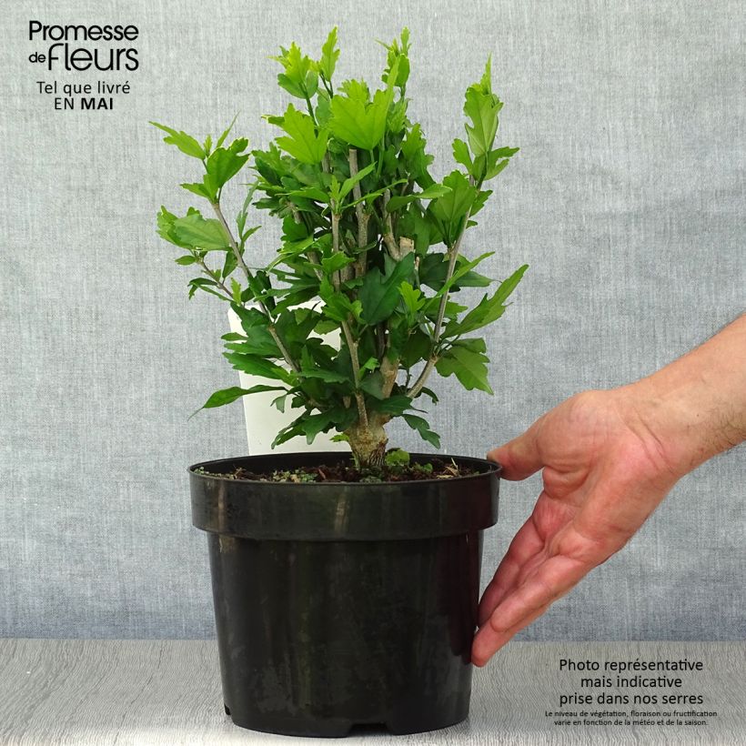 Exemplaar van Hibiscus syriacus Lady Stanley - Tuinhibiscus Pot van 3 l/4 l zoals geleverd in de lente