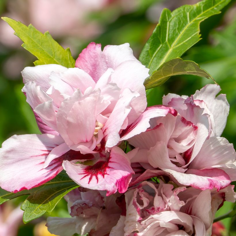 Hibiscus syriacus Lady Stanley - Tuinhibiscus (Flowering)