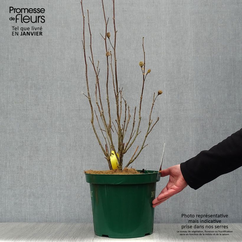 Example of Hibiscus syriacus Lavender Chiffon - Althéa rose Pot van 6 l/7 l as you get in hiver