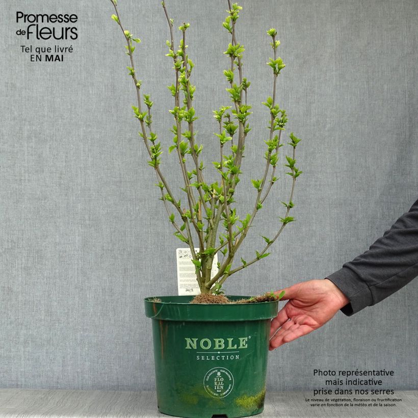 Exemplaar van Hibiscus syriacus Lavender Chiffon - Tuinhibiscus Pot van 6 l/7 l zoals geleverd in de lente