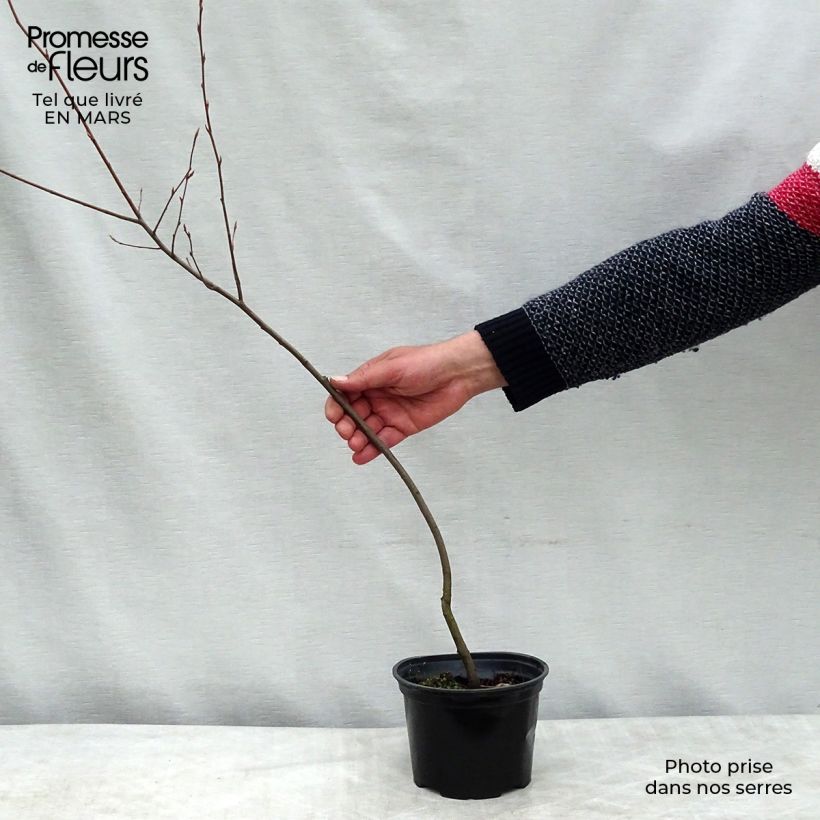 Exemplaar van Hibiscus syriacus Leopoldii - Tuinhibiscus Pot van 2 l/3 l zoals geleverd in de lente