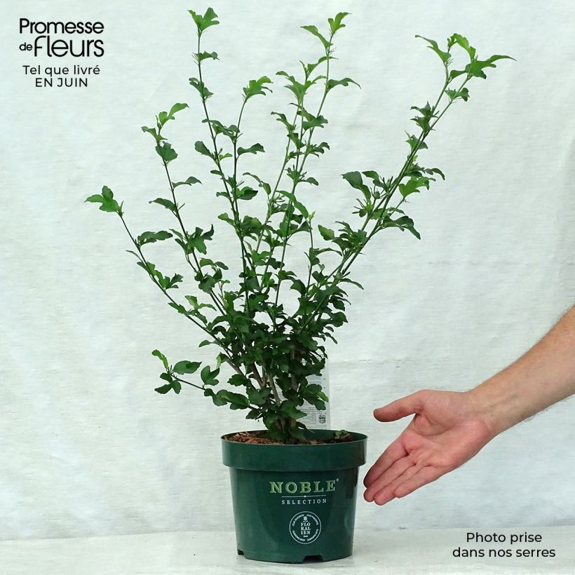 Exemplaar van Hibiscus syriacus Magenta Chiffon - Tuinhibiscus Pot van 3 l/4 l zoals geleverd in de zomer