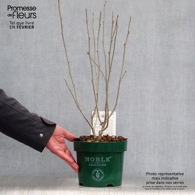 Example of Hibiscus syriacus Magenta Chiffon - Tuinhibiscus Pot van 3 l/4 l as you get in hiver