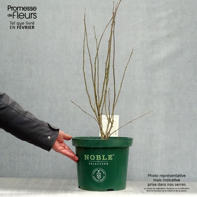 Example of Hibiscus syriacus Magenta Chiffon - Tuinhibiscus Pot van 6 l/7 l as you get in hiver