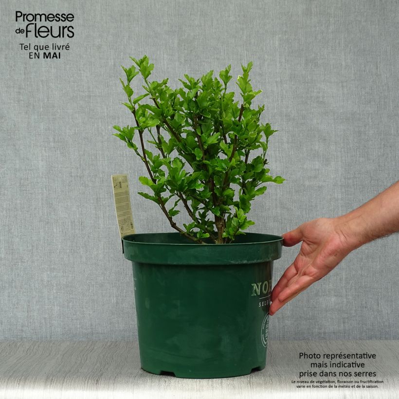 Exemplaar van Hibiscus syriacus Magenta Chiffon - Tuinhibiscus Pot van 6 l/7 l zoals geleverd in de lente