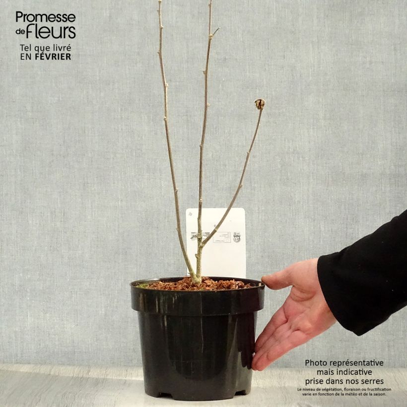 Example of Hibiscus syriacus Oiseau Bleu (Marina) - Althéa bleu Pot van 2 l/3 l as you get in hiver