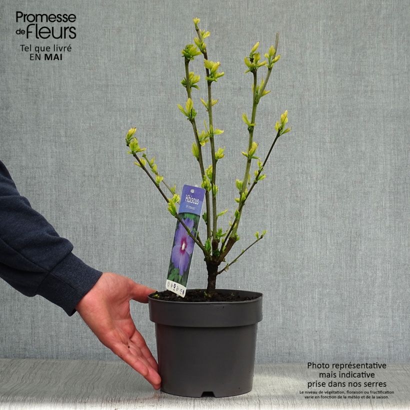 Exemplaar van Hibiscus syriacus Oiseau Bleu - Tuinhibiscus Pot van 2 l/3 l zoals geleverd in de lente