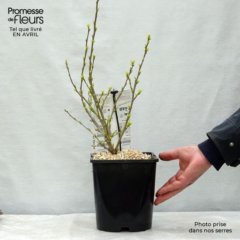 Exemplaar van Hibiscus syriacus Pink Chiffon - Tuinhibiscus Pot van 3 l/4 l zoals geleverd in de lente