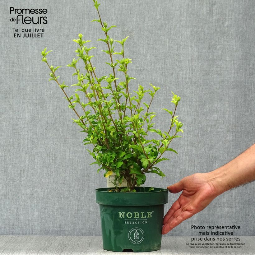 Exemplaar van Hibiscus syriacus Pink Chiffon - Tuinhibiscus Pot van 3 l/4 l zoals geleverd in de zomer