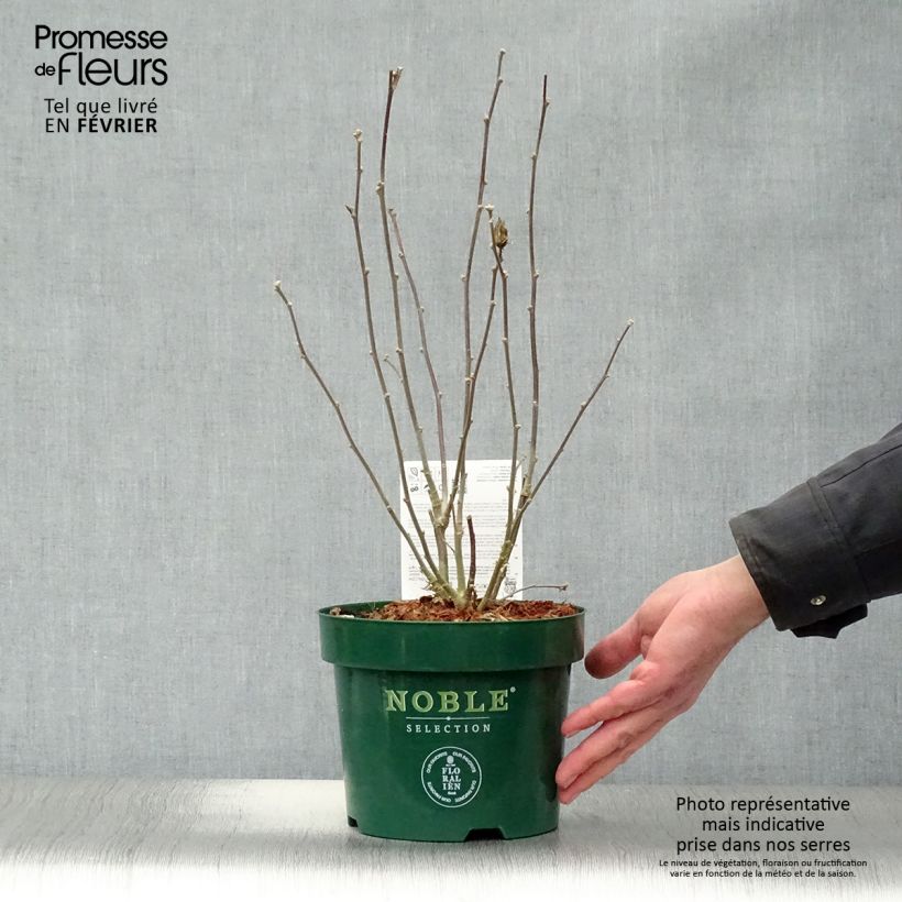 Example of Hibiscus syriacus Pink Chiffon - Althéa semi-double rose pâle Pot van 3 l/4 l as you get in hiver