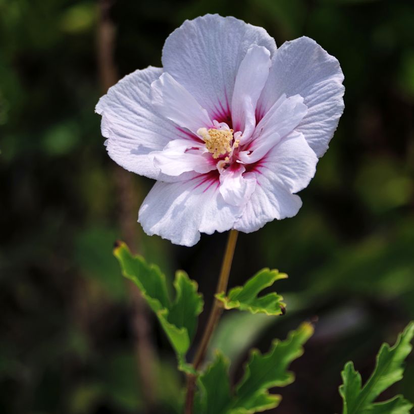 Hibiscus syriacus Pink Chiffon - Tuinhibiscus (Flowering)