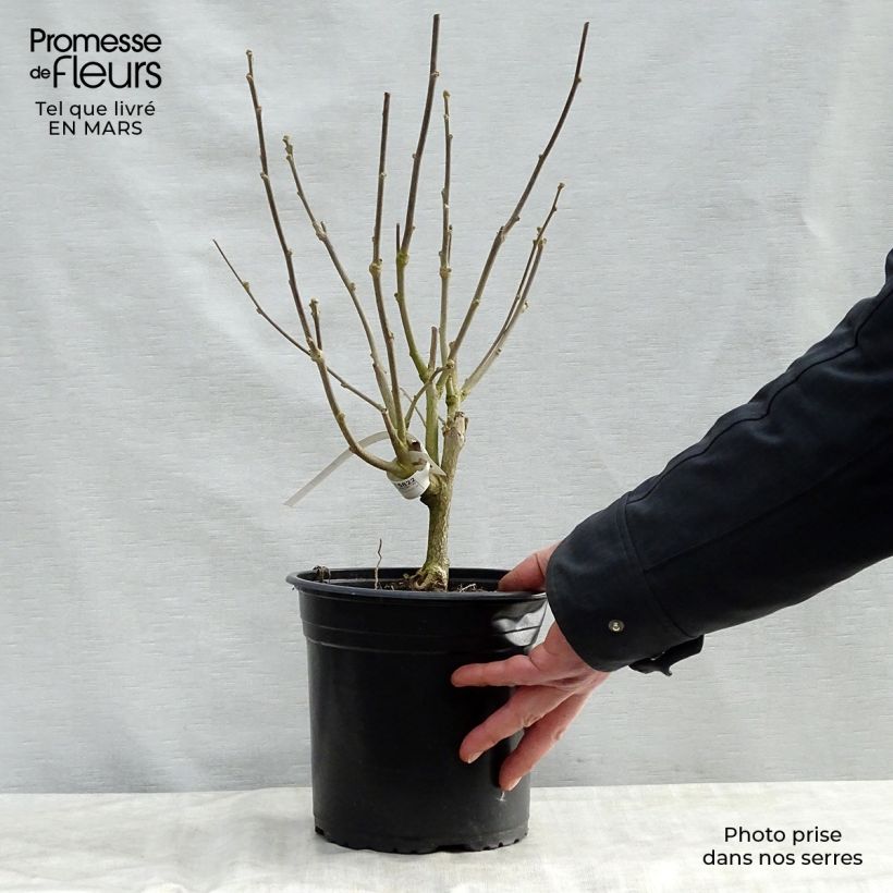 Exemplaar van Hibiscus syriacus Pinky Spot - Tuinhibiscus Pot van 4 l/5 l zoals geleverd in de lente