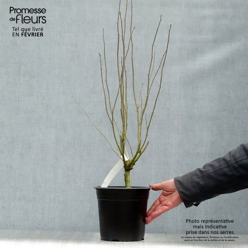 Example of Hibiscus syriacus Pinky Spot - Althéa rose Pot van 4 l/5 l as you get in hiver