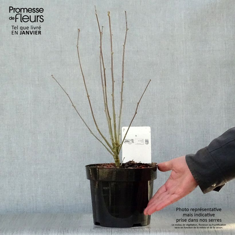 Example of Hibiscus syriacus Purple Ruffles - Althea double pourpre Pot van 3 l/4 l as you get in hiver