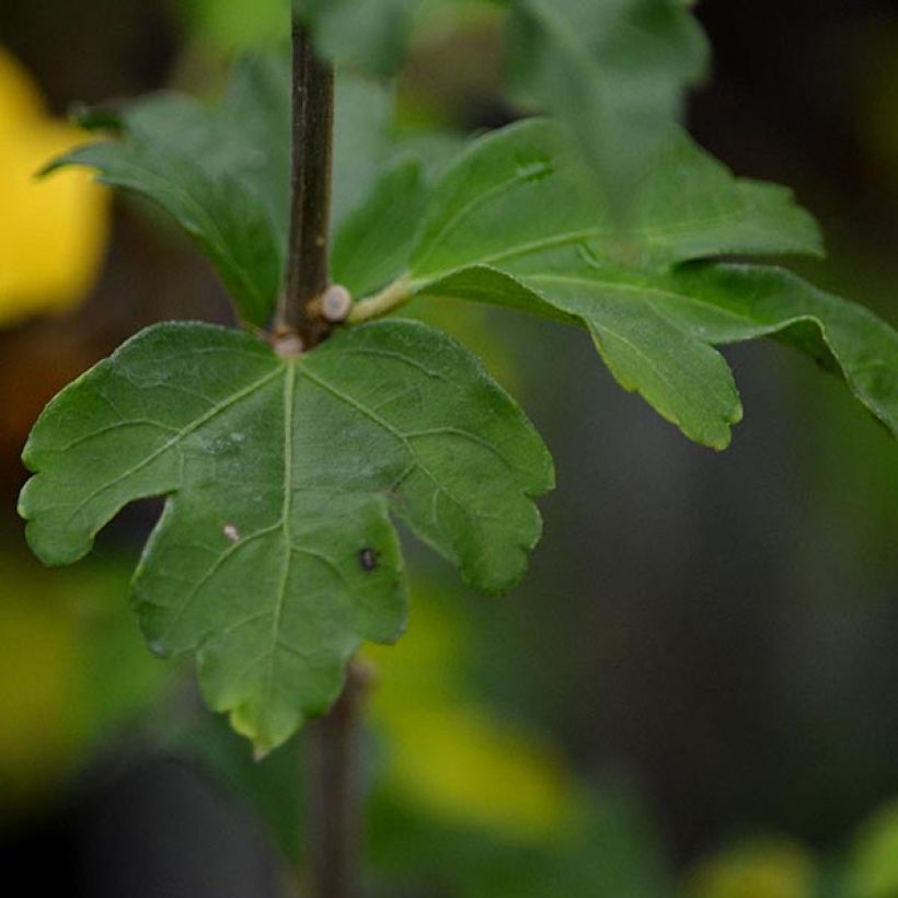 Hibiscus syriacus Shintaeyang - Tuinhibiscus (Foliage)