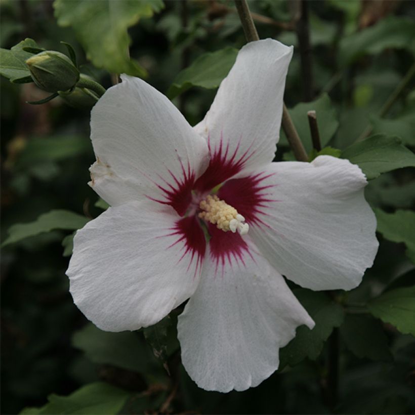 Hibiscus syriacus Shintaeyang - Tuinhibiscus (Flowering)