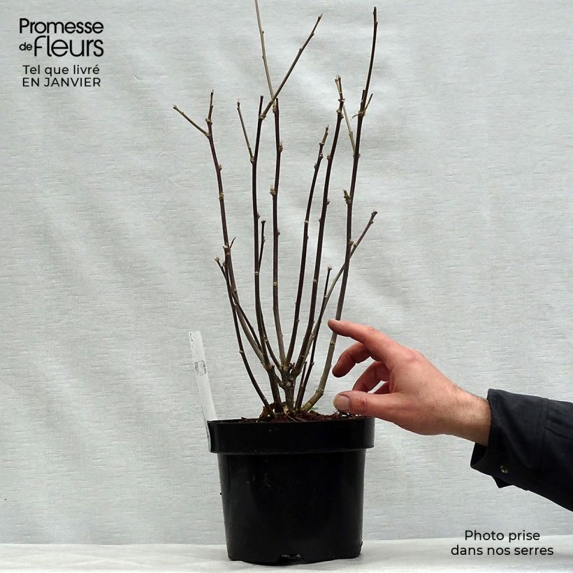 Example of Hibiscus syriacus Shintaeyang - Althéa blanc à coeur rouge cerise Pot van 3 l/4 l as you get in hiver