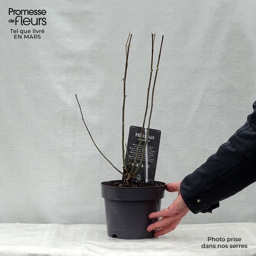 Exemplaar van Hibiscus syriacus Speciosus - Tuinhibiscus Pot van 2 l/3 l zoals geleverd in de lente