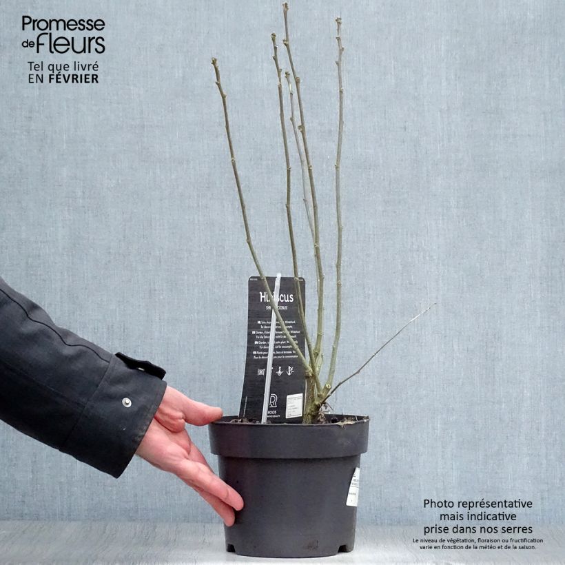 Example of Hibiscus syriacus Speciosus - Althéa Pot van 2 l/3 l as you get in hiver