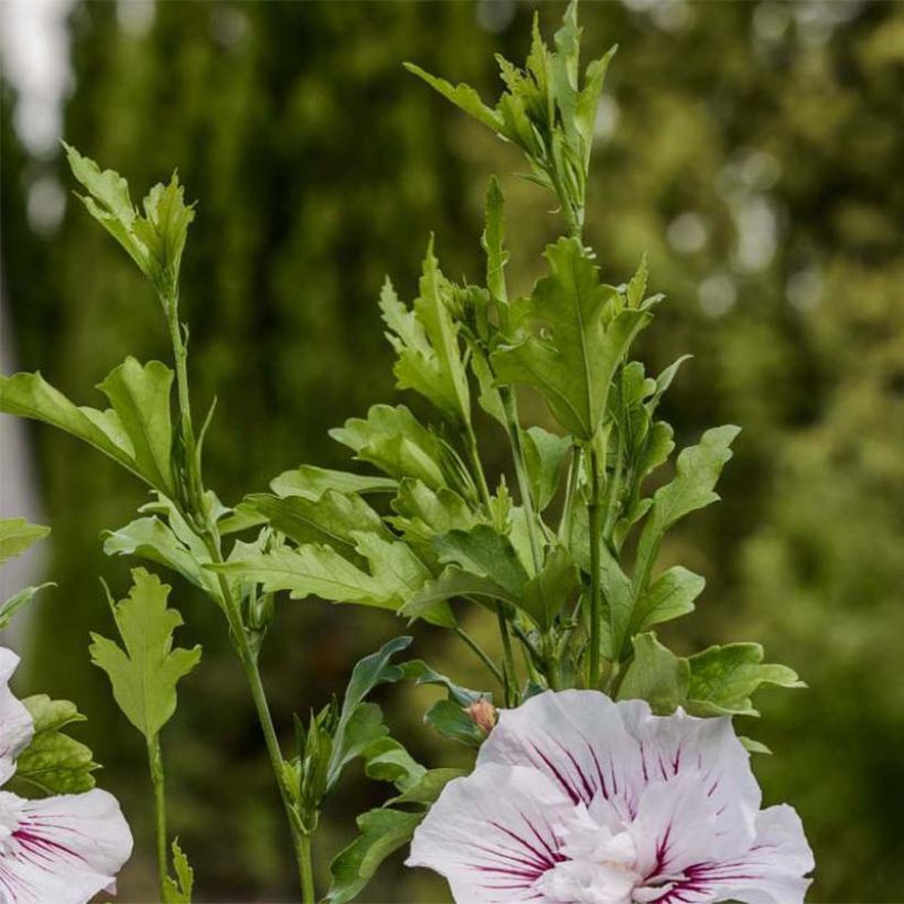 Hibiscus syriacus Starburst Chiffon - Tuinhibiscus (Foliage)