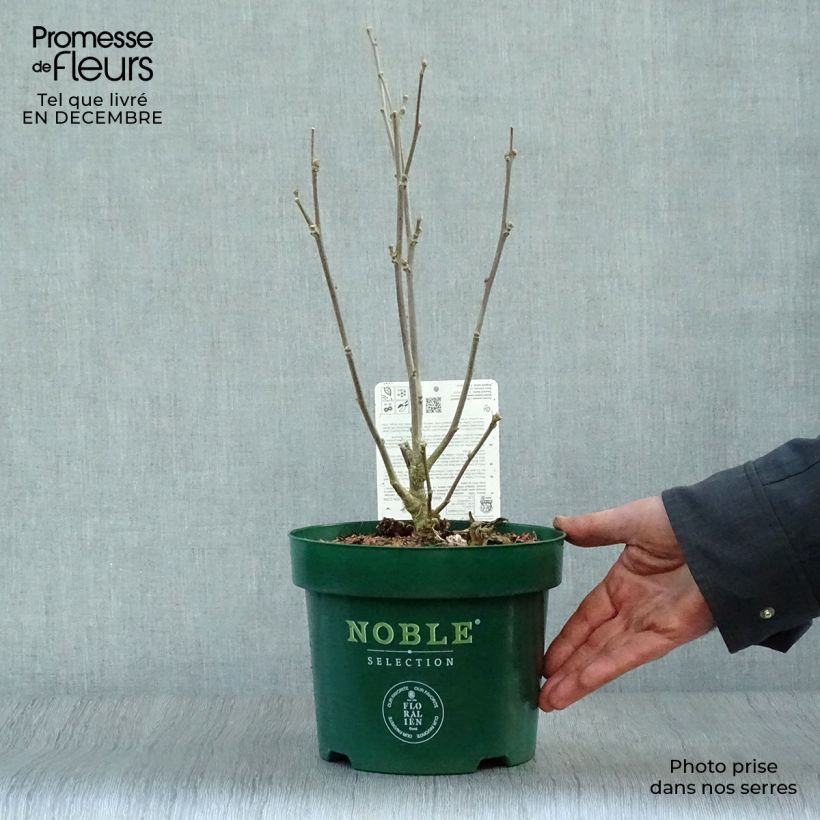 Example of Hibiscus syriacus Starburst Chiffon - Tuinhibiscus Pot van 3 l/4 l as you get in hiver