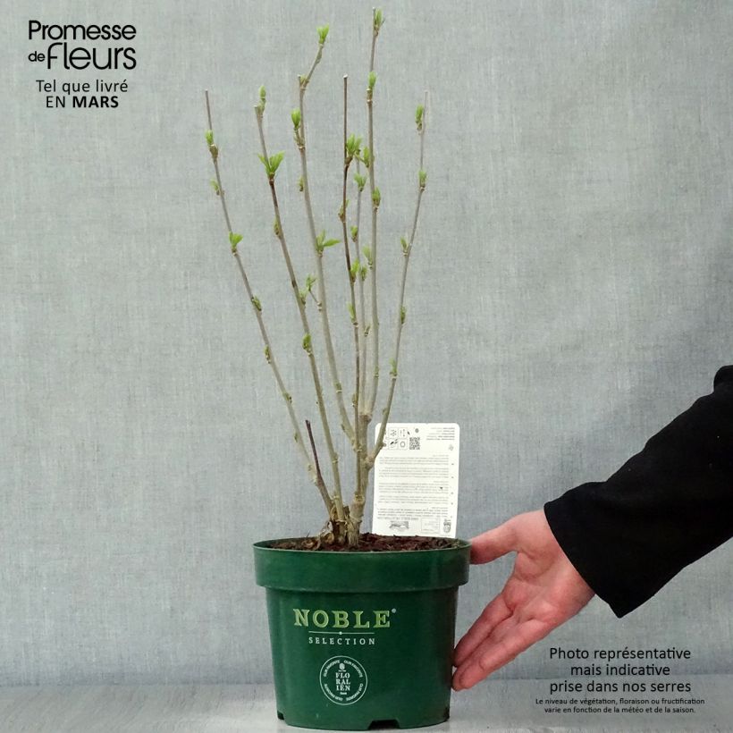 Exemplaar van Hibiscus syriacus Starburst Chiffon - Tuinhibiscus Pot van 3 l/4 l zoals geleverd in de lente