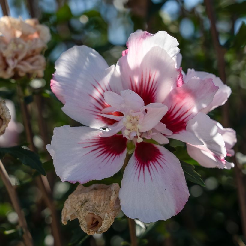 Hibiscus syriacus Starburst Chiffon - Tuinhibiscus (Flowering)