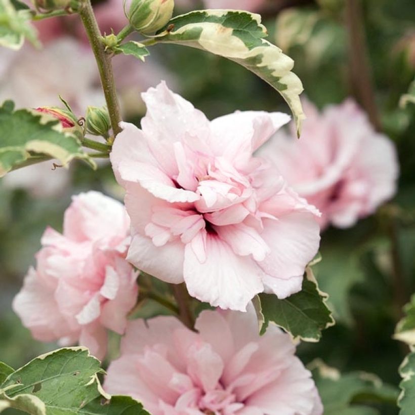 Hibiscus syriacus Sugar Tip - Tuinhibiscus (Flowering)