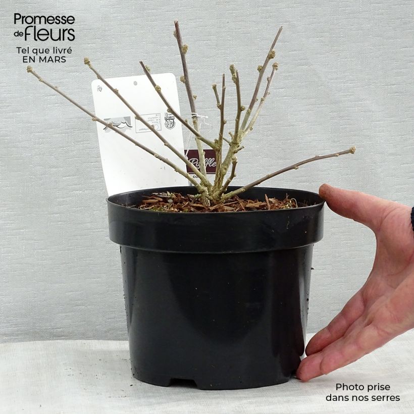 Example of Hibiscus syriacus Summer Ruffle - Althea panaché, semi-double, mauve-rose. Pot van 3 l/4 l as you get in hiver