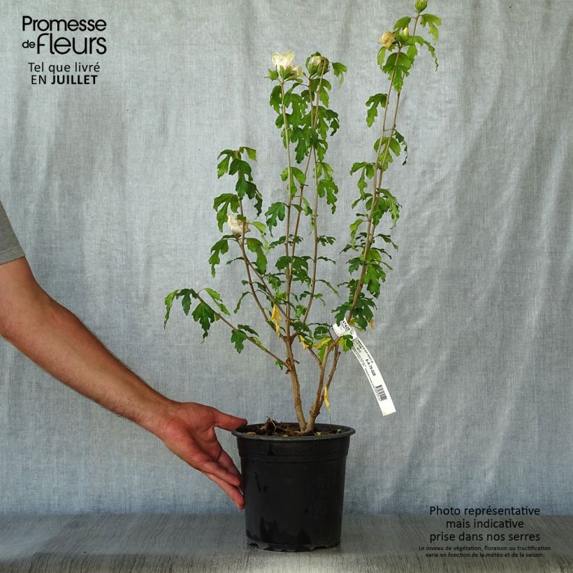 Exemplaar van Hibiscus syriacus Sup'Heart - Tuinhibiscus Pot van 3 l/4 l zoals geleverd in de zomer