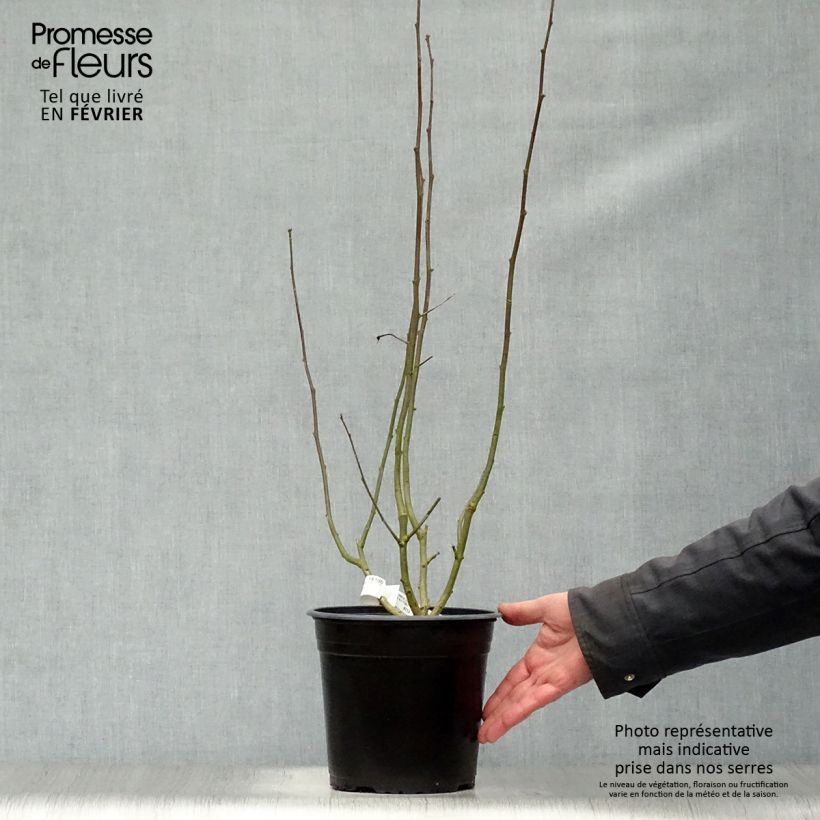 Example of Hibiscus syriacus Sup'Heart - Althéa à grosses fleurs Pot van 3 l/4 l as you get in hiver