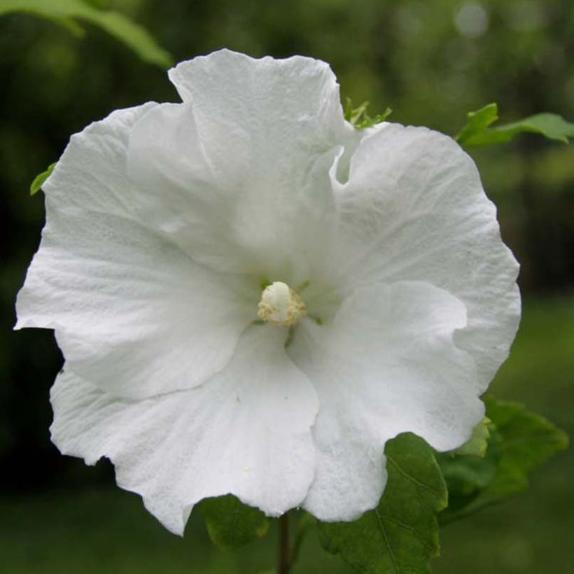 Hibiscus syriacus Totus Albus - Tuinhibiscus (Flowering)