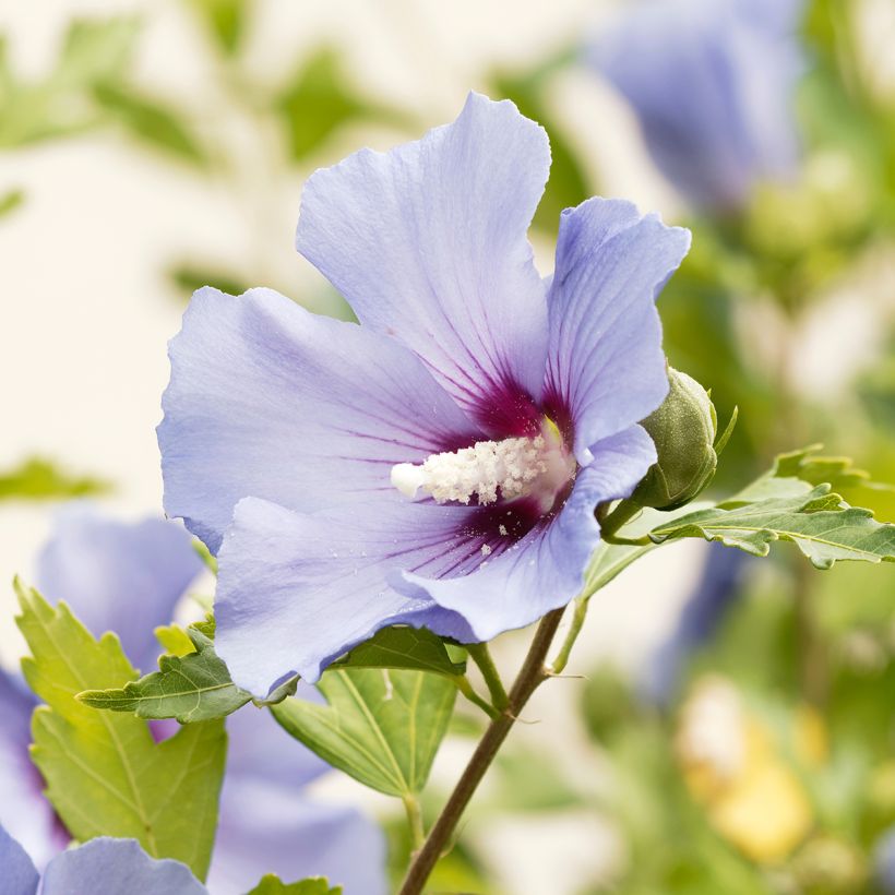 Hibiscus syriacus Ultramarine - Tuinhibiscus (Flowering)